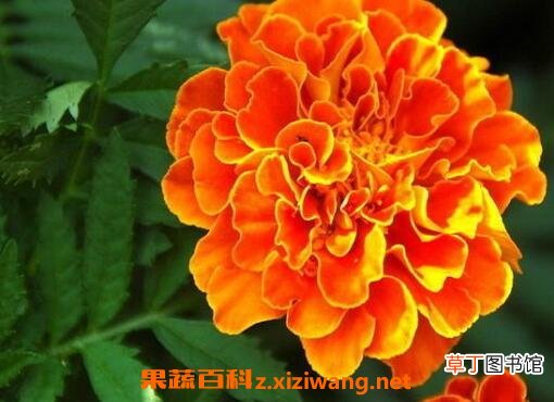 高粱菊花有什么药用价值