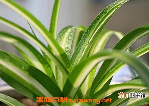 金心吊兰的功效与作用