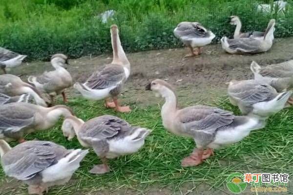 都有哪些致富项目值得推荐? 致富创业好项目