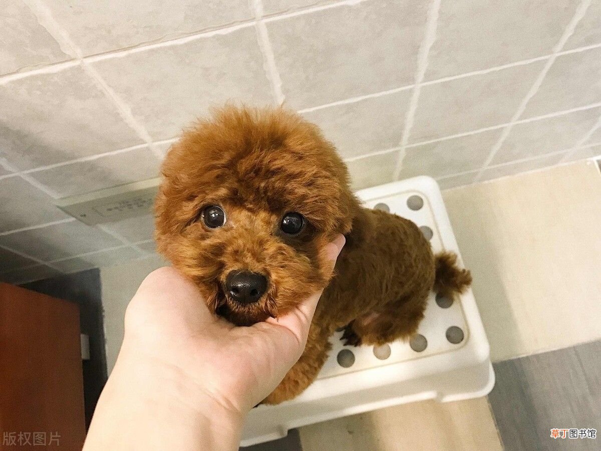 教会泰迪这个基本训练 泰迪的训练方法
