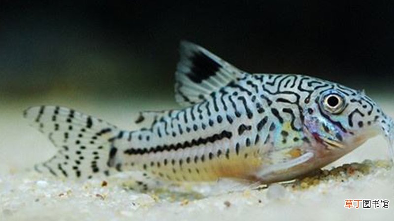 吃鱼屎的生物是什么