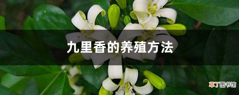 九里香的养殖方法