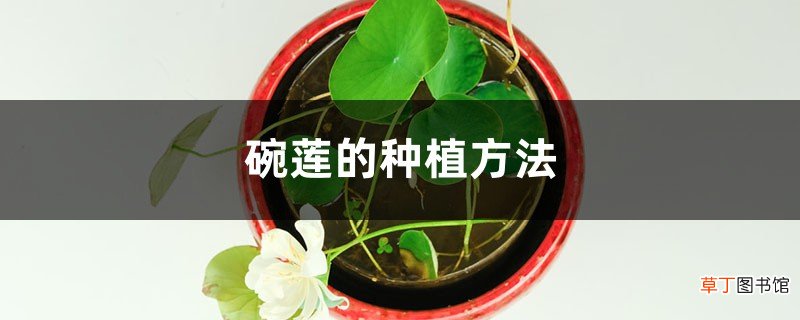 碗莲的种植方法