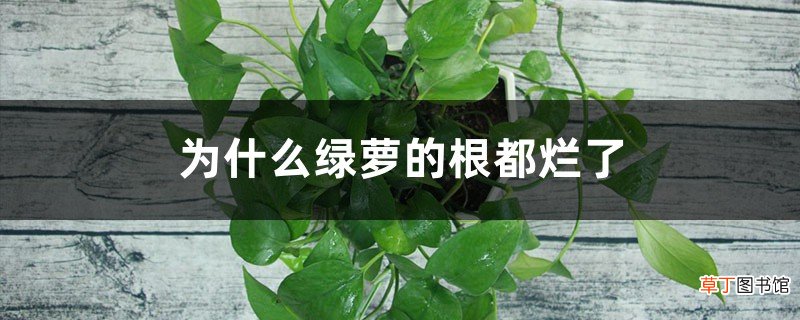 为什么绿萝的根都烂了