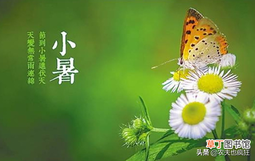 到底小暑热还是大暑热？ 小暑和大暑是什么意思