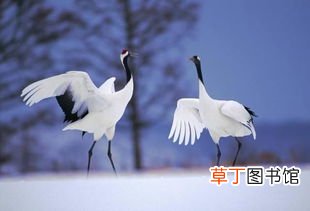 仙鹤寓意是什么意思