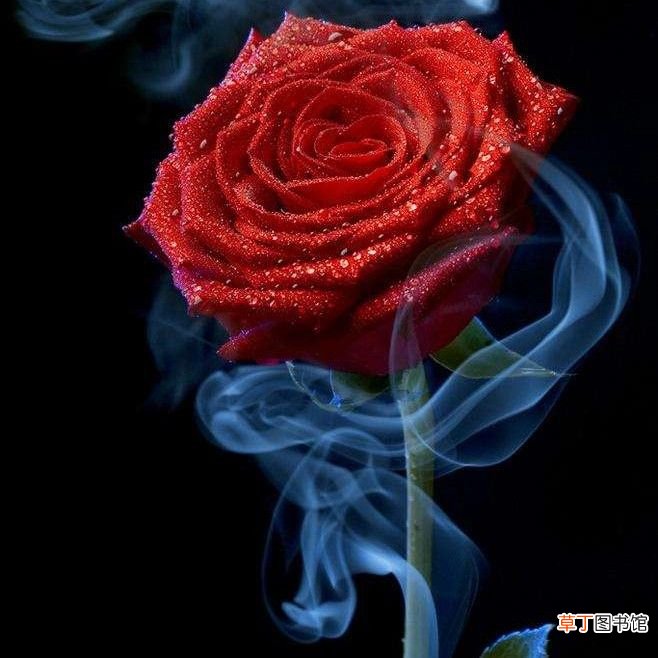 不同朵数玫瑰代表不同的话 几朵玫瑰代表什么？