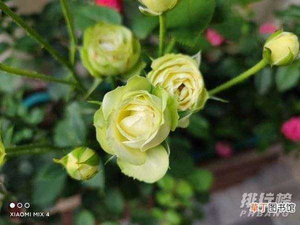小米mix4和小米11ultra拍照测评?小米mix4和小米11ultra拍照哪个好