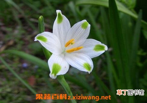 夏雪片莲的作用与功效