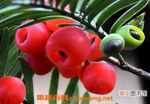 红豆杉的功效与作用 红豆杉能治癌症吗