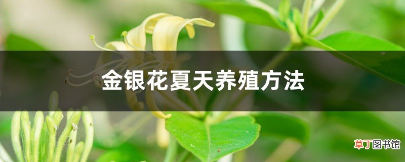 金银花夏天养殖方法