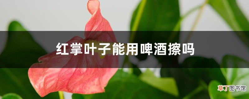 红掌叶子能用啤酒擦吗
