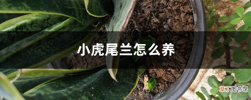 小虎尾兰怎么养
