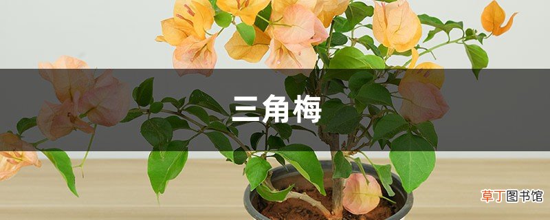 “三角梅”不开花？用这种“脏东西”作肥料，花朵开满墙！