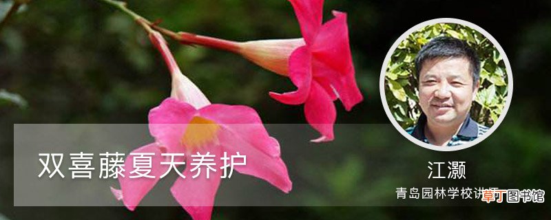 双喜藤夏天养护