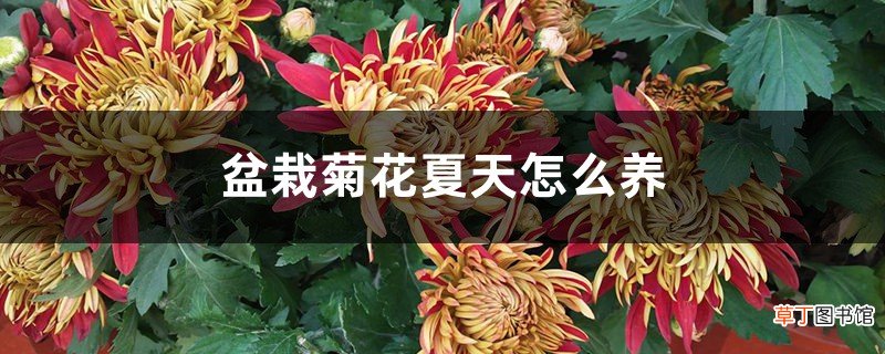 盆栽菊花夏天怎么养