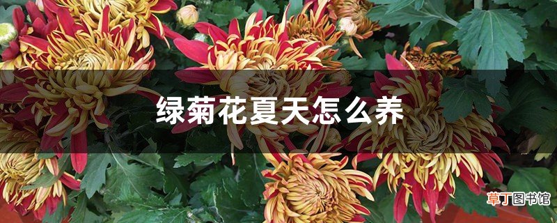 绿菊花夏天怎么养