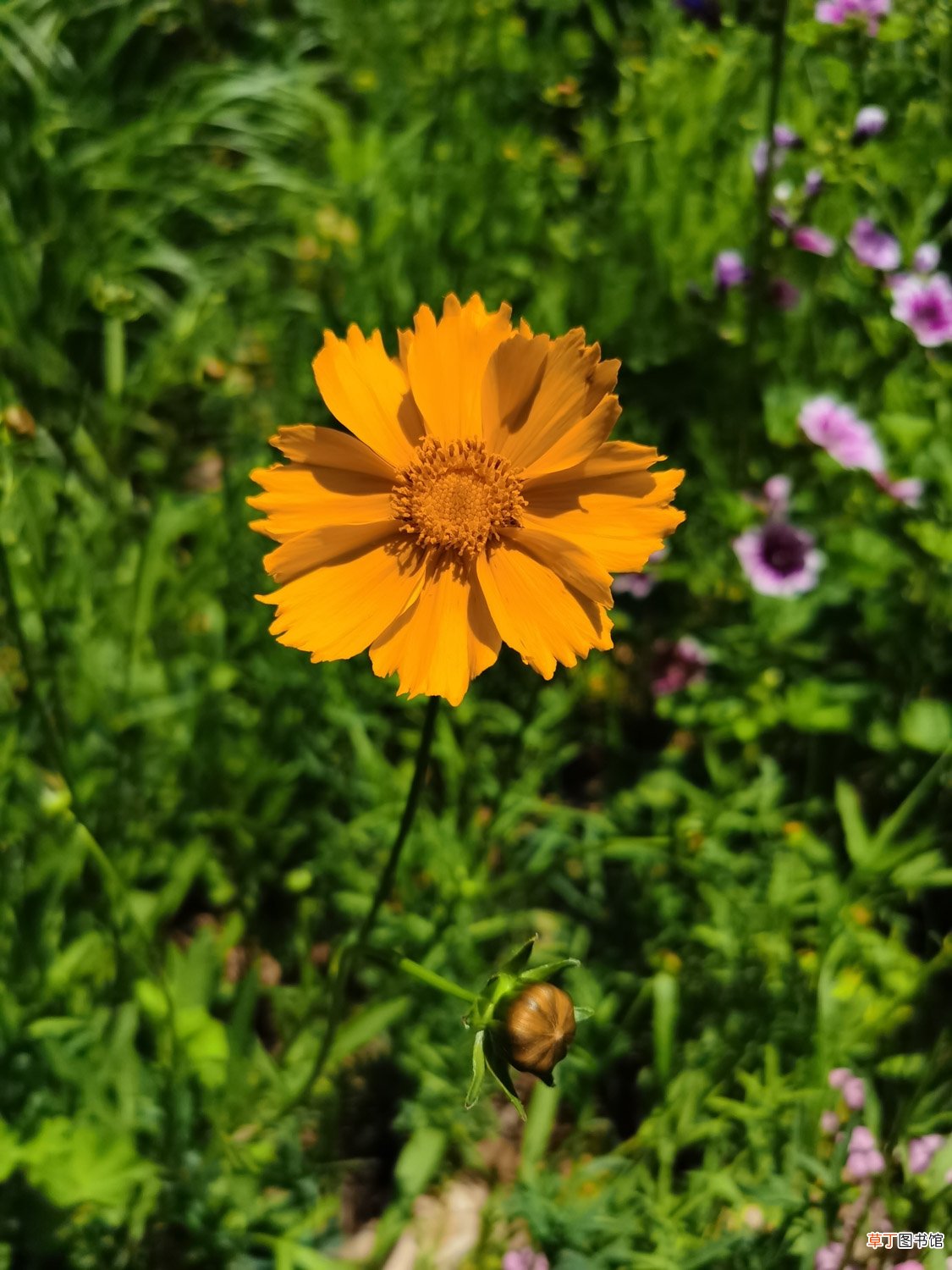 绿菊花夏天怎么养