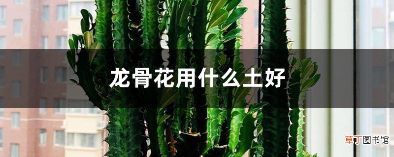 龙骨花用什么土好，用什么肥
