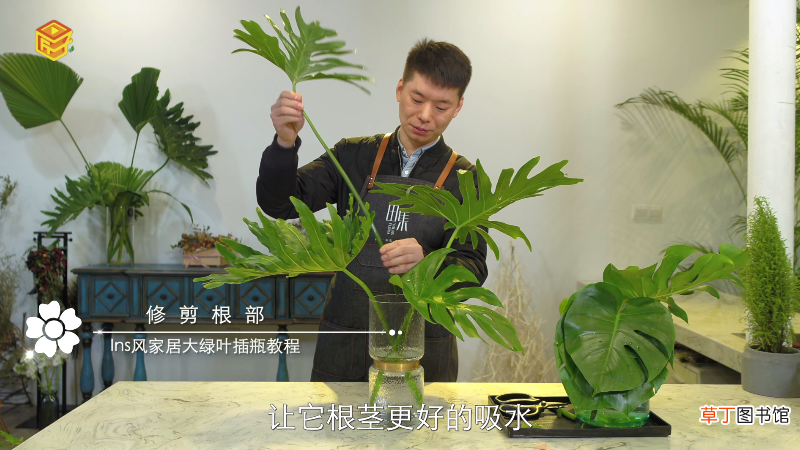 无视频 Ins风家居大绿叶插瓶