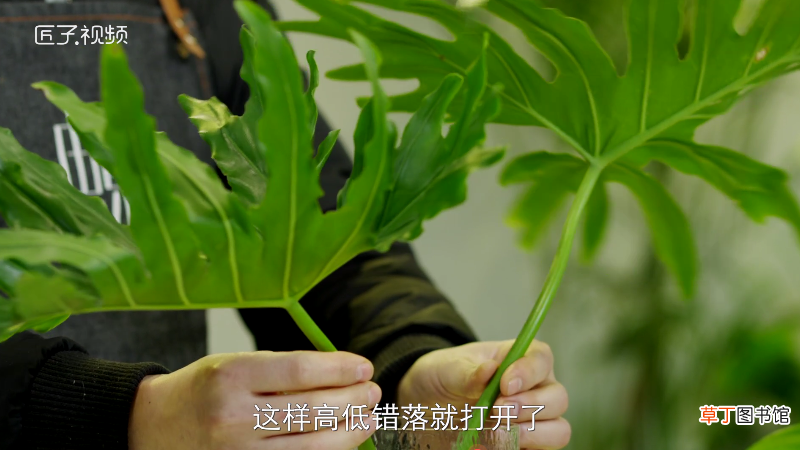 无视频 Ins风家居大绿叶插瓶