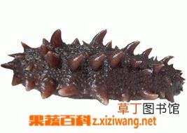 谈谈海参的功效与作用