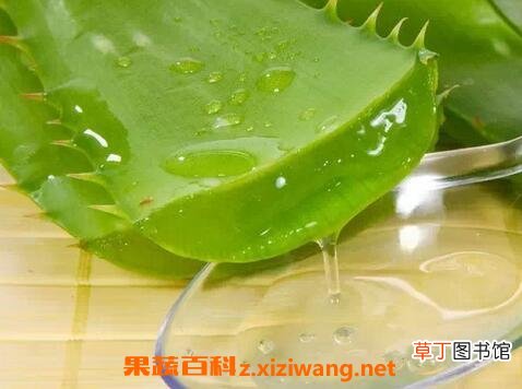芦荟胶的功效与作用 芦荟胶的药用价值