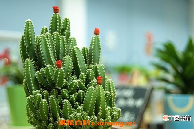 万重山的作用与药用价值