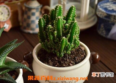 万重山的作用与药用价值
