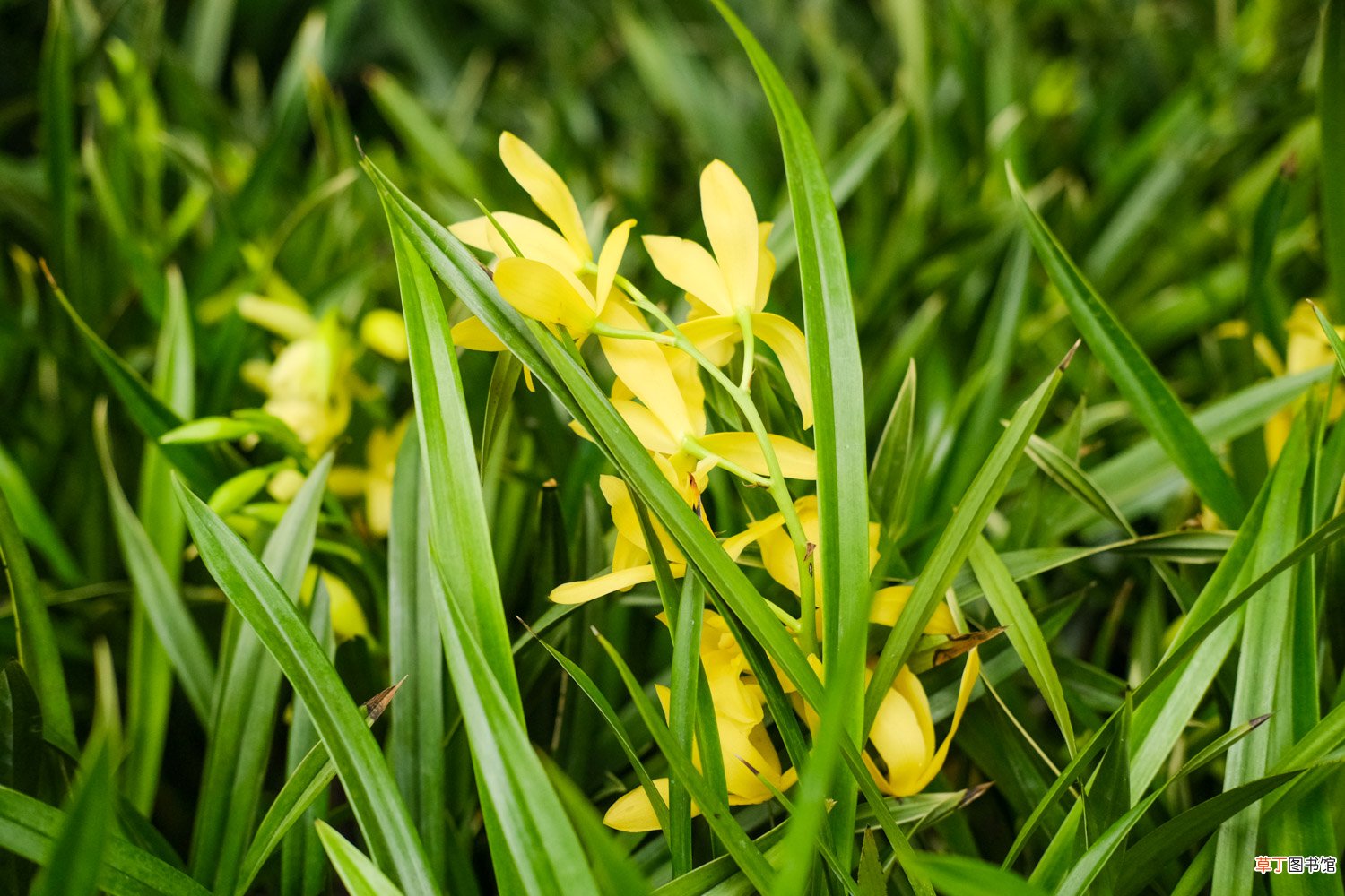 兰花春天怎么浇水