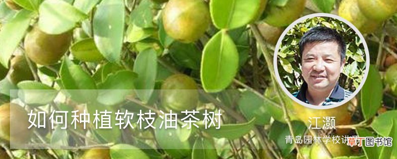 如何种植软枝油茶树