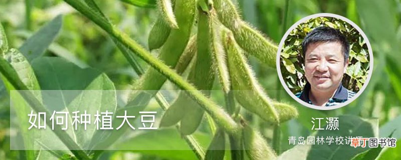 如何种植大豆
