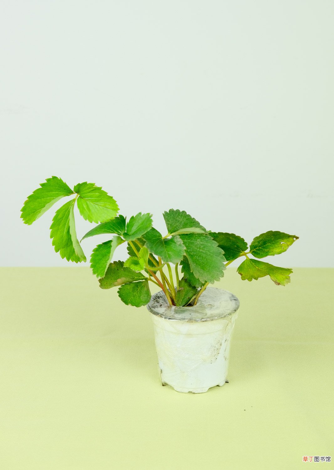 如何种植草莓
