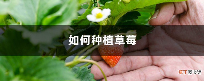 如何种植草莓