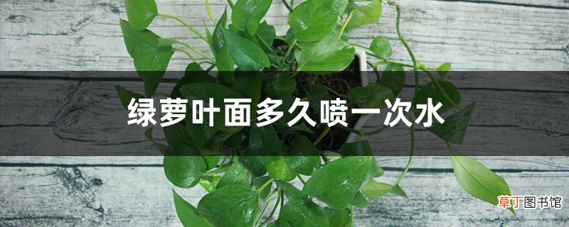 绿萝叶面多久喷一次水