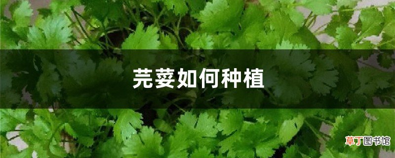 芫荽如何种植