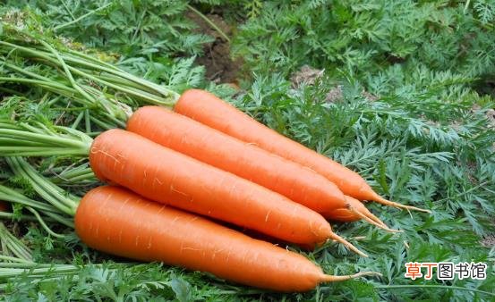 女性保养卵巢很重要 推荐女性保养卵巢的9种食物