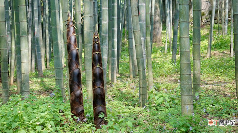 毛笋怎么保存