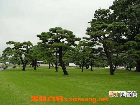 罗汉松有营养价值吗 罗汉松的功效与营养价值介绍