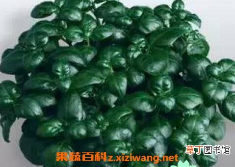 黑珍珠花怎么养 黑珍珠花的养殖方法