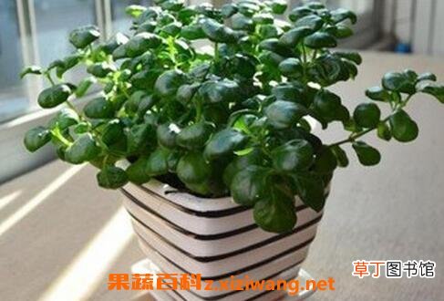 黑珍珠花怎么养 黑珍珠花的养殖方法