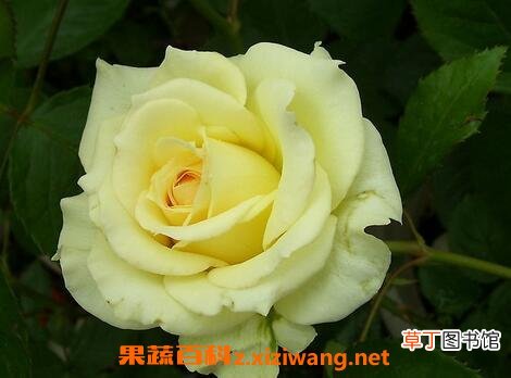 月季花病虫害有哪些 月季常见病虫害防治