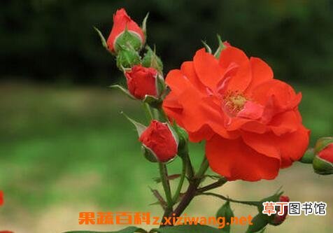 月季花病虫害有哪些 月季常见病虫害防治