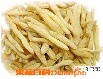 麦冬的主要功效与作用