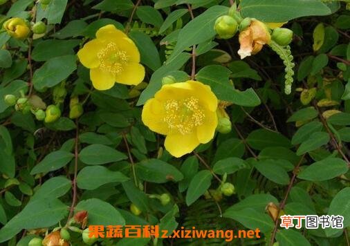金丝梅的药用价值与常见用法
