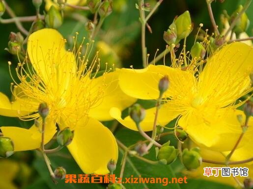 金丝梅的药用价值与常见用法