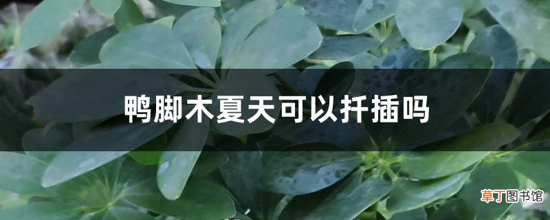 鸭脚木夏天可以扦插吗