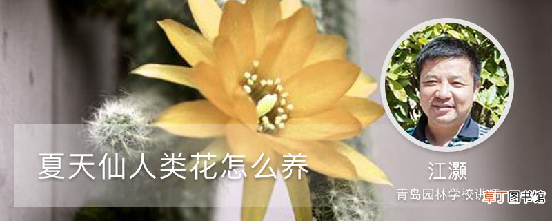 夏天仙人类花怎么养
