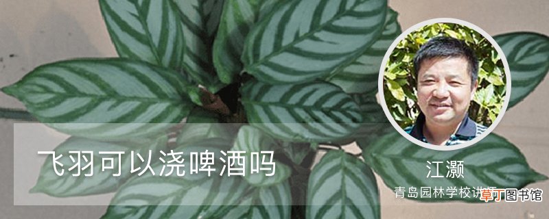 飞羽可以浇啤酒吗