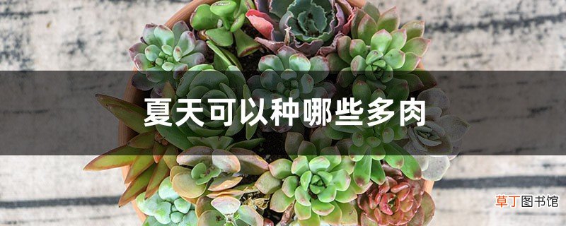 夏天可以种哪些多肉